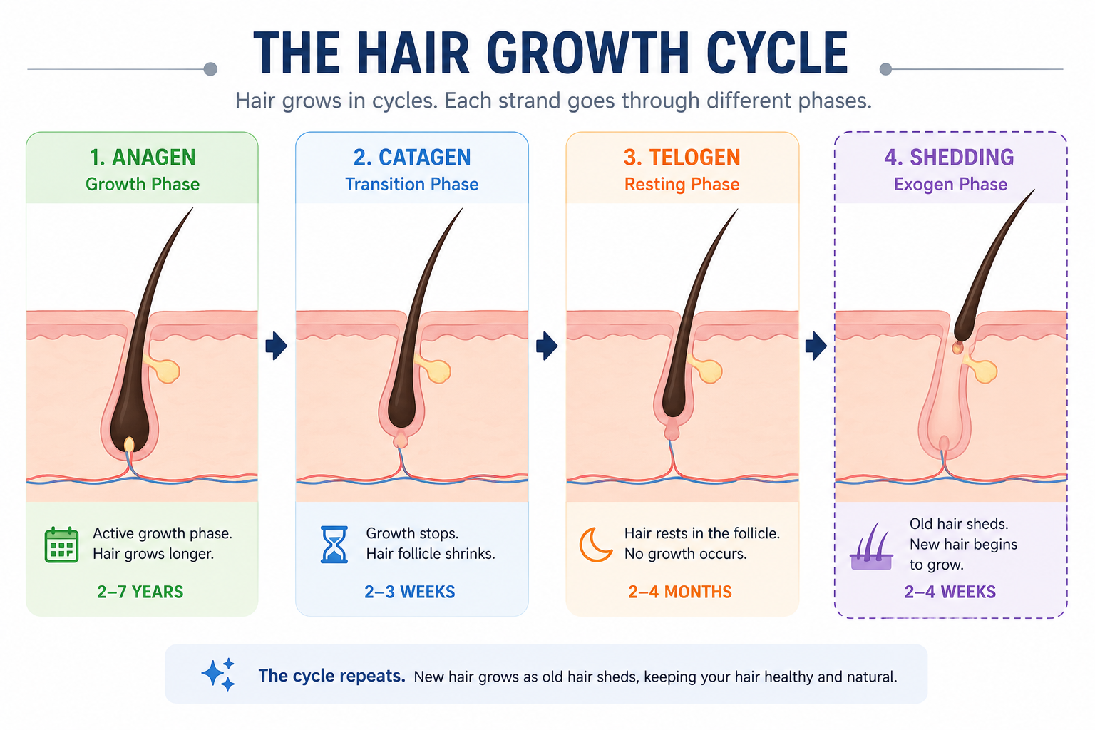 Hair growth cycle explained — anagen, catagen and telogen phases in postpartum hair shedding